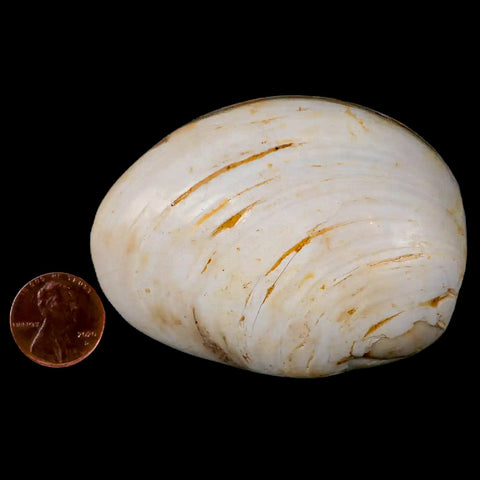 2.8" Clam Fossil Polished Jurassic Madagascar Bivalve Mollusk 150 Million Years Old - Fossil Age Minerals