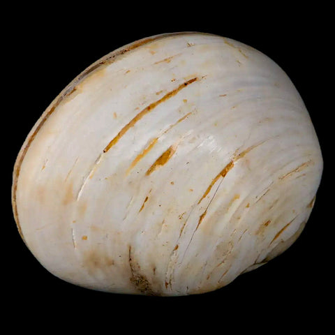 2.8" Clam Fossil Polished Jurassic Madagascar Bivalve Mollusk 150 Million Years Old - Fossil Age Minerals