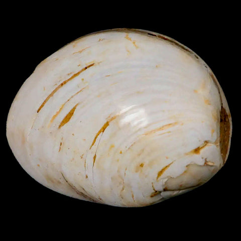 2.8" Clam Fossil Polished Jurassic Madagascar Bivalve Mollusk 150 Million Years Old - Fossil Age Minerals