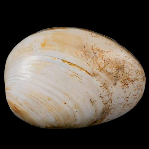 2.8" Clam Fossil Polished Jurassic Madagascar Bivalve Mollusk 150 Million Years Old - Fossil Age Minerals