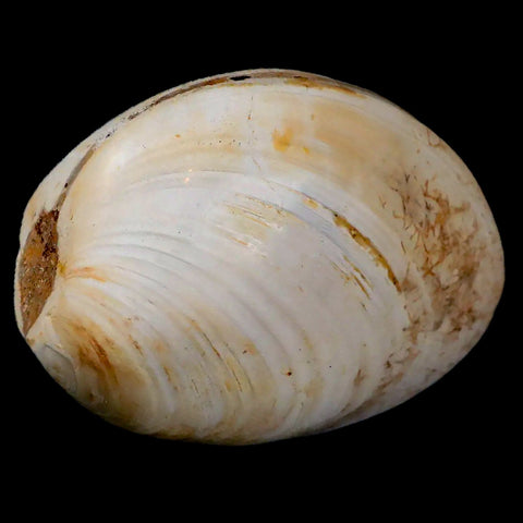 2.8" Clam Fossil Polished Jurassic Madagascar Bivalve Mollusk 150 Million Years Old - Fossil Age Minerals