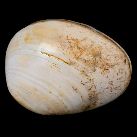 2.8" Clam Fossil Polished Jurassic Madagascar Bivalve Mollusk 150 Million Years Old - Fossil Age Minerals