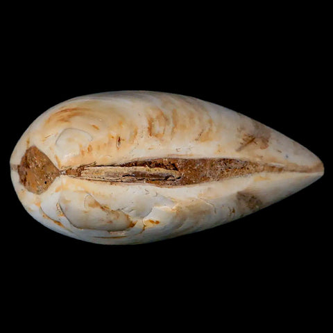 2.8" Clam Fossil Polished Jurassic Madagascar Bivalve Mollusk 150 Million Years Old - Fossil Age Minerals