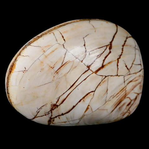 2.8" Clam Fossil Polished Jurassic Madagascar Bivalve Mollusk 150 Million Years Old - Fossil Age Minerals