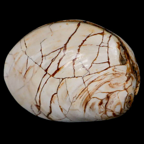 2.8" Clam Fossil Polished Jurassic Madagascar Bivalve Mollusk 150 Million Years Old - Fossil Age Minerals