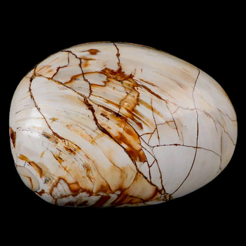 2.8" Clam Fossil Polished Jurassic Madagascar Bivalve Mollusk 150 Million Years Old - Fossil Age Minerals