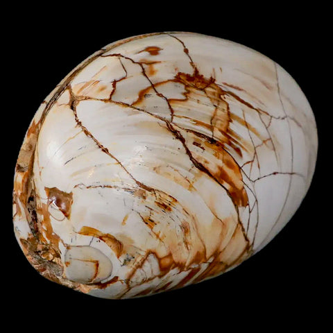 2.8" Clam Fossil Polished Jurassic Madagascar Bivalve Mollusk 150 Million Years Old - Fossil Age Minerals