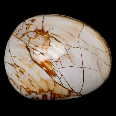 2.8" Clam Fossil Polished Jurassic Madagascar Bivalve Mollusk 150 Million Years Old - Fossil Age Minerals