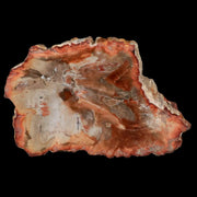 4.5" Fossilized Polished Petrified Wood Branch Madagascar 66-225 Million Yrs Old