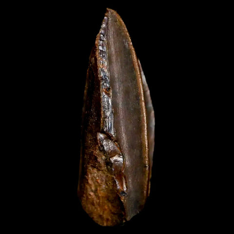 0.7" Parasaurolophus Fossil Tooth Judith River Cretaceous Dinosaur MT COA Display - Fossil Age Minerals
