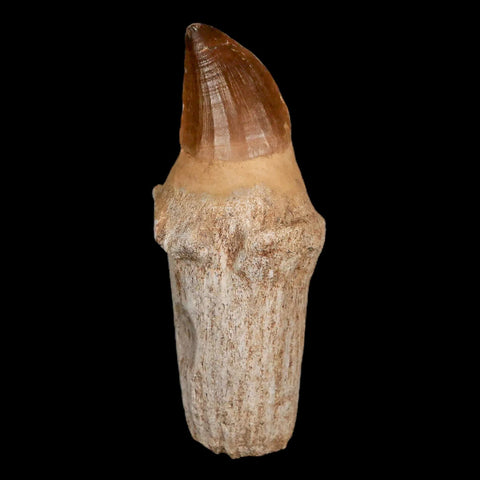 XL 4.8" Mosasaur Prognathodon Fossil Tooth Rooted Cretaceous Dinosaur Era COA - Fossil Age Minerals