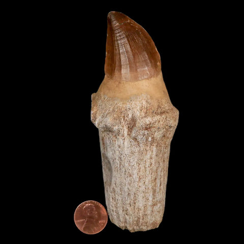 XL 4.8" Mosasaur Prognathodon Fossil Tooth Rooted Cretaceous Dinosaur Era COA - Fossil Age Minerals