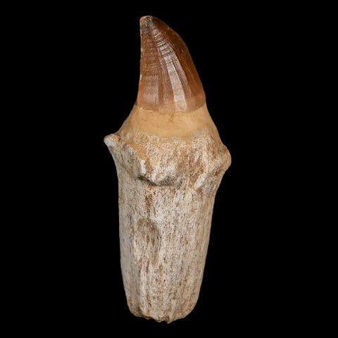 XL 4.8" Mosasaur Prognathodon Fossil Tooth Rooted Cretaceous Dinosaur Era COA - Fossil Age Minerals