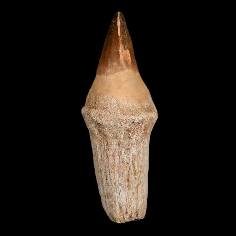 XL 4.8" Mosasaur Prognathodon Fossil Tooth Rooted Cretaceous Dinosaur Era COA - Fossil Age Minerals