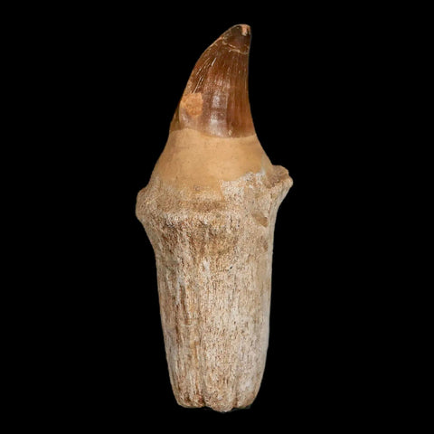 XL 4.8" Mosasaur Prognathodon Fossil Tooth Rooted Cretaceous Dinosaur Era COA - Fossil Age Minerals