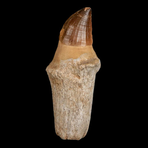 XL 4.8" Mosasaur Prognathodon Fossil Tooth Rooted Cretaceous Dinosaur Era COA - Fossil Age Minerals