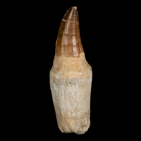 XL 5.2" Mosasaur Prognathodon Fossil Tooth Rooted Cretaceous Dinosaur Era COA - Fossil Age Minerals