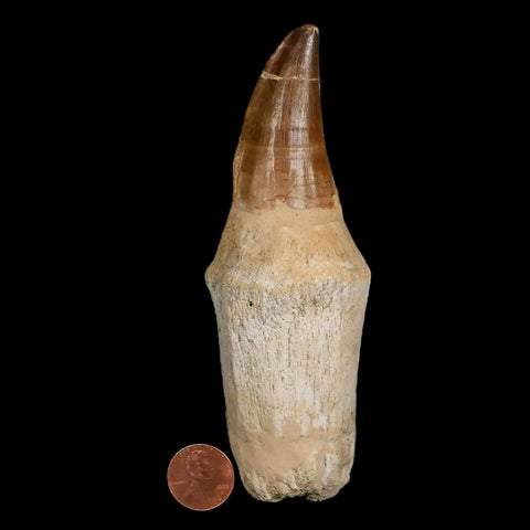 XL 5.2" Mosasaur Prognathodon Fossil Tooth Rooted Cretaceous Dinosaur Era COA - Fossil Age Minerals