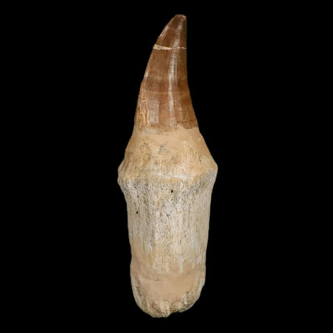 XL 5.2" Mosasaur Prognathodon Fossil Tooth Rooted Cretaceous Dinosaur Era COA - Fossil Age Minerals