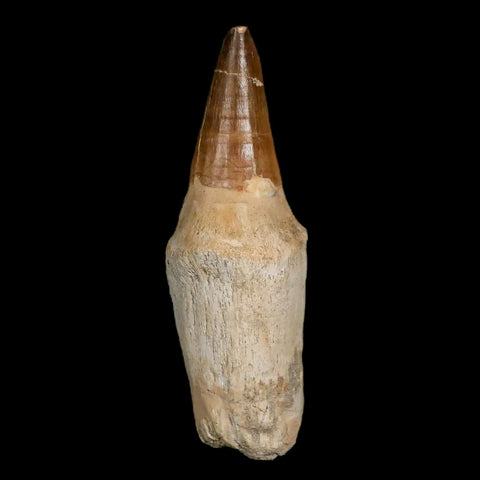 XL 5.2" Mosasaur Prognathodon Fossil Tooth Rooted Cretaceous Dinosaur Era COA - Fossil Age Minerals