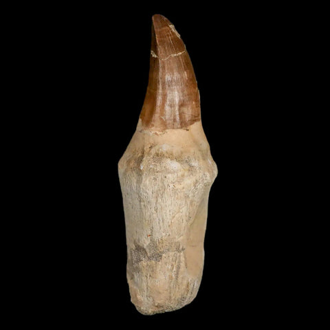 XL 5.2" Mosasaur Prognathodon Fossil Tooth Rooted Cretaceous Dinosaur Era COA - Fossil Age Minerals