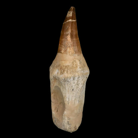 XL 5.2" Mosasaur Prognathodon Fossil Tooth Rooted Cretaceous Dinosaur Era COA - Fossil Age Minerals