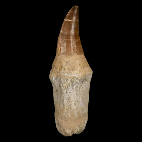 XL 5.2" Mosasaur Prognathodon Fossil Tooth Rooted Cretaceous Dinosaur Era COA - Fossil Age Minerals