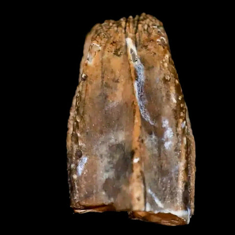 0.4" Brachylophosaurus Fossil Tooth Cretaceous Dinosaur Judith River, MT COA - Fossil Age Minerals