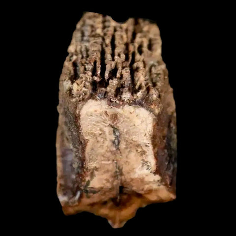 0.4" Brachylophosaurus Fossil Tooth Cretaceous Dinosaur Judith River, MT COA - Fossil Age Minerals