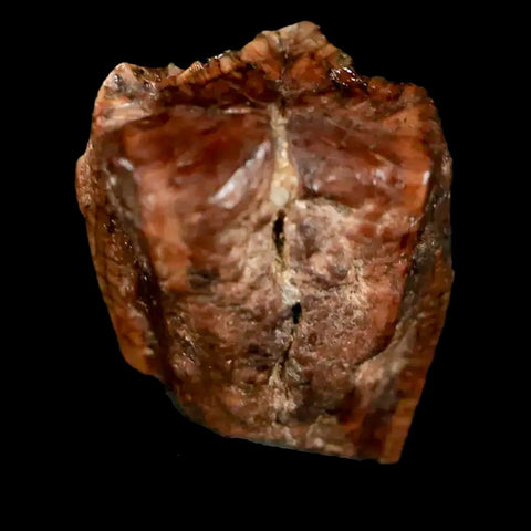 0.5" Brachylophosaurus Fossil Tooth Cretaceous Dinosaur Judith River, MT COA - Fossil Age Minerals