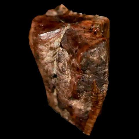 0.5" Brachylophosaurus Fossil Tooth Cretaceous Dinosaur Judith River, MT COA - Fossil Age Minerals