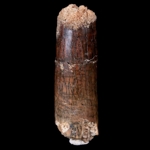 1.5 Rebbachisaurus Sauropod Fossil Tooth Early Cretaceous Dinosaur COA, Display - Fossil Age Minerals