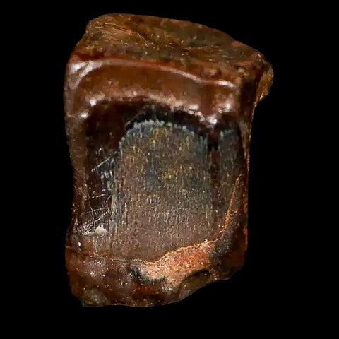 0.4" Corythosaurus Fossil  Tooth Judith River FM MT Cretaceous Dinosaur COA, Display - Fossil Age Minerals