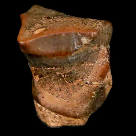 0.4" Corythosaurus Fossil  Tooth Judith River FM MT Cretaceous Dinosaur COA, Display - Fossil Age Minerals