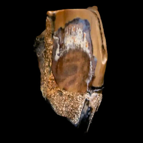 0.5" Corythosaurus Fossil  Tooth Judith River FM MT Cretaceous Dinosaur COA, Display - Fossil Age Minerals