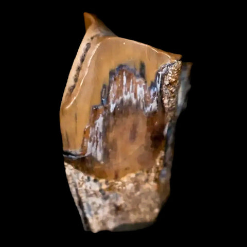 0.5" Corythosaurus Fossil  Tooth Judith River FM MT Cretaceous Dinosaur COA, Display - Fossil Age Minerals