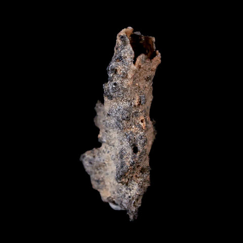 1.6" Fulgurite Petrified Lighting Strike Sahara Desert Morocco - Fossil Age Minerals