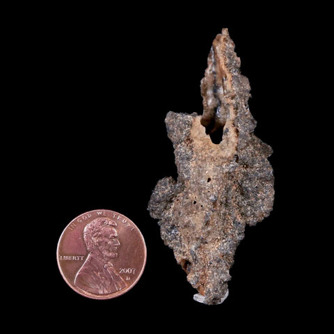2.2" Fulgurite Petrified Lighting Strike Sahara Desert Morocco - Fossil Age Minerals