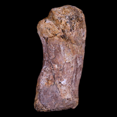 1.9" Crocodile Fossil Toe Bone Hell Creek FM Cretaceous Dinosaur Age Montana - Fossil Age Minerals