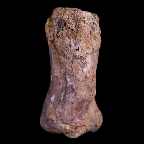 1.9" Crocodile Fossil Toe Bone Hell Creek FM Cretaceous Dinosaur Age Montana - Fossil Age Minerals