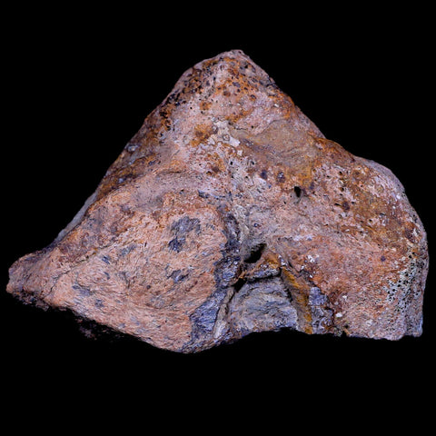 3.6" Triceratops Fossil Skull Bone Lance Creek FM Cretaceous Dinosaur WY COA - Fossil Age Minerals