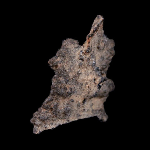 1.5" Fulgurite Petrified Lighting Strike Sahara Desert Morocco - Fossil Age Minerals