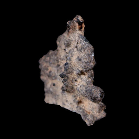 1.5" Fulgurite Petrified Lighting Strike Sahara Desert Morocco - Fossil Age Minerals