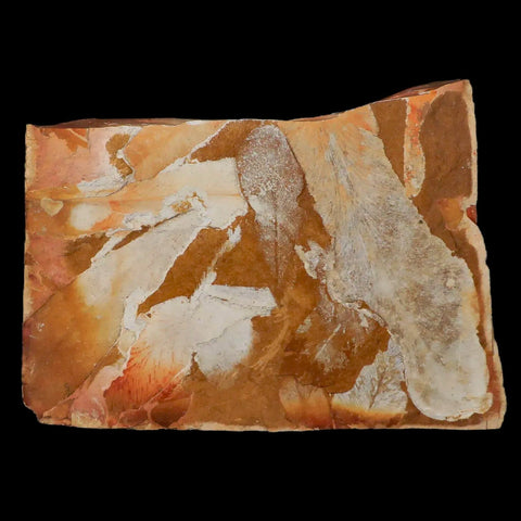 4.2" Detailed Glossopteris Browniana Fossil Plant Leafs Permian Age Australia - Fossil Age Minerals