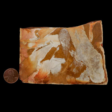 4.2" Detailed Glossopteris Browniana Fossil Plant Leafs Permian Age Australia - Fossil Age Minerals