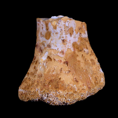 0.8" Crocodile Fossil Ankle Bone Hell Creek FM Cretaceous Dinosaur Age MT - Fossil Age Minerals