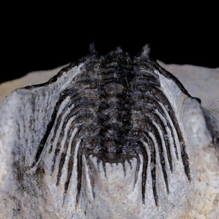 1.5" Leonaspis Sp Spiny Trilobite Fossil Morocco Devonian Age 400 Mil Yrs Old COA