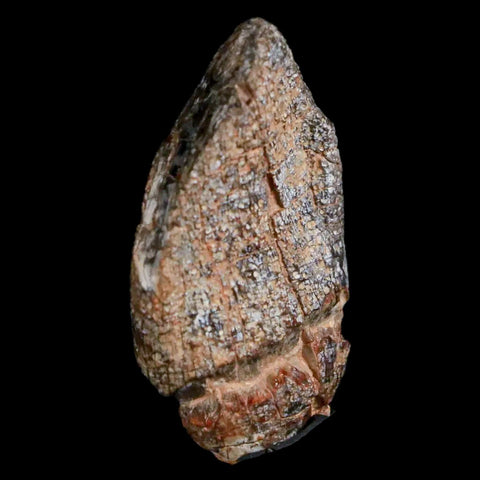 1.1" Jobaria Sauropod Fossil Tooth Middle Jurassic Age Dinosaur Tiourarén FM Niger - Fossil Age Minerals