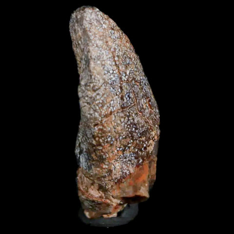 1.1" Jobaria Sauropod Fossil Tooth Middle Jurassic Age Dinosaur Tiourarén FM Niger - Fossil Age Minerals