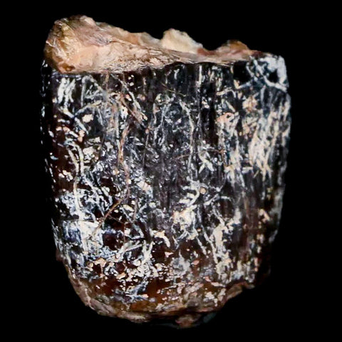 0.8" Jobaria Sauropod Fossil Tooth Middle Jurassic Age Dinosaur Tiourarén FM Niger - Fossil Age Minerals